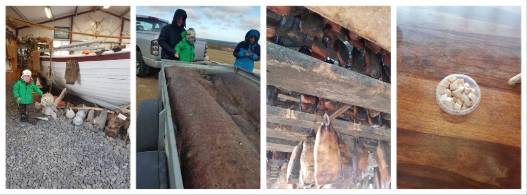 Transformation du requin faisandé: pêche, faisandage, séchage, dégustation