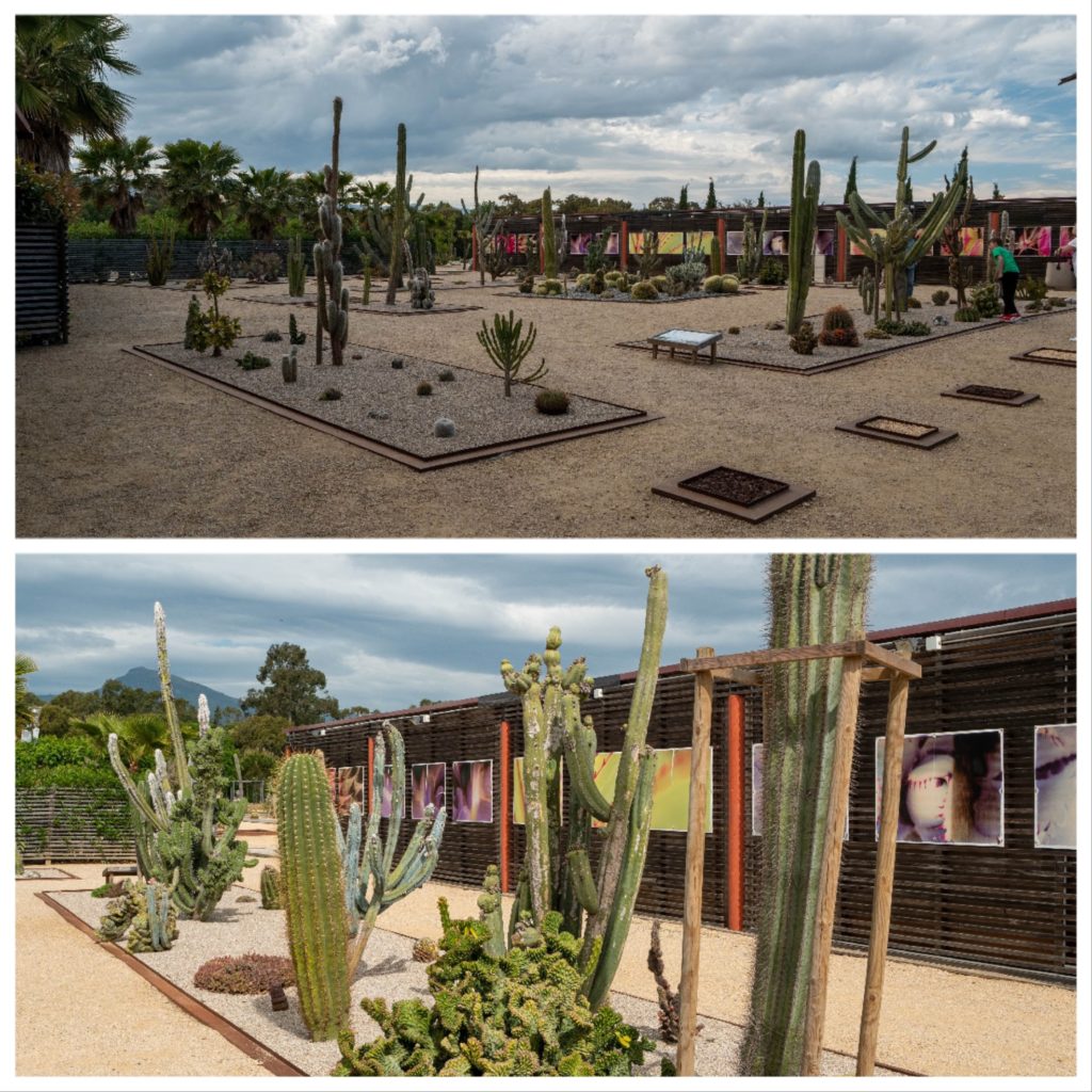 Visite des jardins du parc Galea, une impressionnante collection de cactus