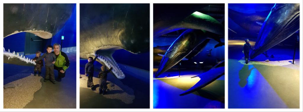 musée des baleines